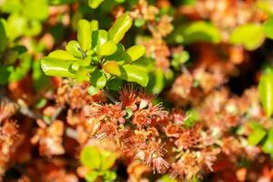 Close Up of Orange Quince Flowers Blooming on a Tree with Green Foliage. photo