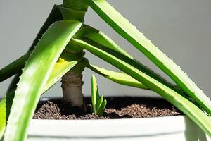 Aloe Vera Plant with a New Shoot Emerging From the Soil in White Pot. Growth and Renewal Concepts. photo