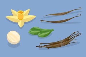 3D Isometric Flat Set of Vanilla Elements, Dried Beans and Sticks vector