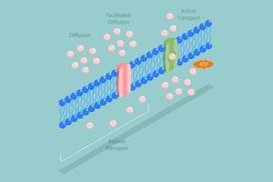 3D Isometric Flat Conceptual Illustration of Molecules ATP Movement, Passive vs Active Cell Transport vector