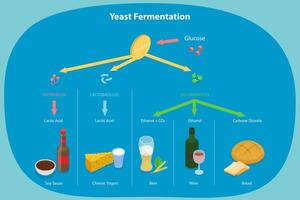 3D Isometric Flat Conceptual Illustration of Yeast Fermentation, Sugar plus Yeast Without Oxygen vector