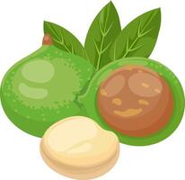 Macadamia nuts with leaves representing the different stages of this healthy snack, from its whole natural shell to the peeled nut ready to be eaten vector