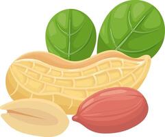 Open peanut shell revealing two nuts and two green leaves showing the inside of the shell and the nuts inside, isolated on white background vector