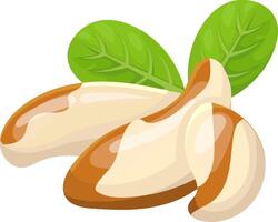 Featuring two whole Brazil nuts alongside a piece of a third, complemented by two vibrant green leaves, highlighting a nutritious and natural snack option for health conscious eaters vector