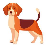 Adorable beagle dog standing on four paws with its tail up, showcasing its characteristic tri color coat and gentle expression, a perfect representation of this friendly and playful breed vector