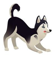 Cartoon husky dog with black and white fur, blue eyes and pink tongue, bending its front legs and lowering its chest while keeping its rear up, in a playful bow inviting to play vector