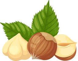 Composition of hazelnuts featuring whole nuts, kernels, and vibrant green leaves, creating an appealing arrangement that highlights their natural beauty and nutritional value vector