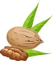 Whole pecan nut nestled in its shell, accompanied by vibrant green leaves, revealing a peeled pecan half showcasing the rich kernel inside, all set against a clean white background vector