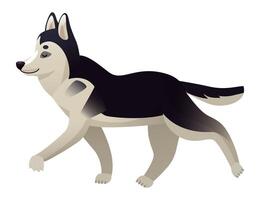 Illustration of a Siberian husky dog walking on a white background, showing the typical colors and patterns of this breed, perfect for animal lovers and pet owners vector
