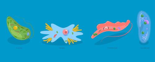 Flat Conceptual Illustration of Protozoa Division, Educational Schema vector