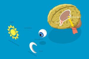 3D Isometric Flat Conceptual Illustration of Melatonin Synthesis, Sleep-wake Cycle vector