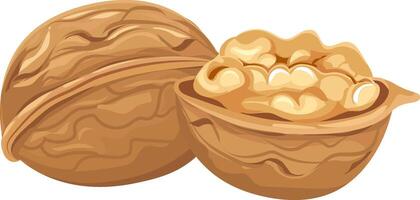 Walnut kernels are rich in healthy fats, fiber, vitamins, and minerals, making walnuts a nutritious and delicious snack or ingredient in various dishes vector
