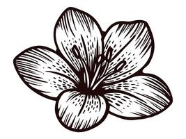 Detailed black and white drawing of a lily flower design with intricate petal patterns vector