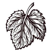 Detailed line art of a grape leaf with intricate veining on white background vector