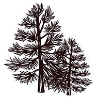 Silhouette illustration of two wild pine trees with intricate branches isolated on white background vector