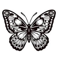 Intricate monochrome butterfly illustration with detailed wings and symmetrical patterns vector