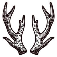 Detailed drawing of rustic antlers with vintage lines on white background vector