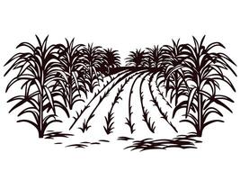 Hand drawn sugarcane field landscape with rows of plants and clear sky background vector