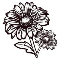 Detailed black and white floral of two blossoming daisies vector