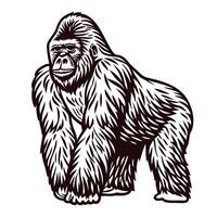 Hand drawn gorilla illustration in vintage engraved isolated on white background vector