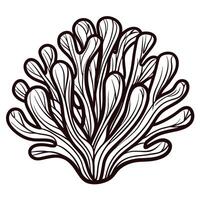 Hand drawn engraved illustration of seaweed branch detailed botanical element isolated on white background vector