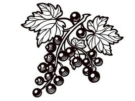 Hand drawn blackcurrant branch with leaves and berries isolated on white background vintage botanical illustration vector