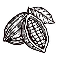 Hand drawn cacao pod with leaves vintage engraved illustration of open cocoa fruit showing seeds vector