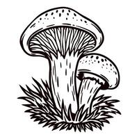 Hand drawn forest mushrooms in grass vintage botanical sketch isolated on white background vector