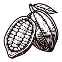 Hand drawn cocoa pod with open and closed segments, vintage engraved botanical illustration vector