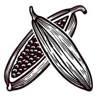Hand drawn open cacao pod with seeds isolated vintage engraved botanical illustration of cocoa fruit vector