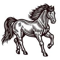Vintage engraved illustration of a galloping horse with flowing mane in dynamic pose isolated on white background vector