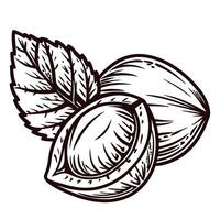 Hand drawn hazelnut with leaf isolated vintage nut whole and half illustration in black ink line art vector