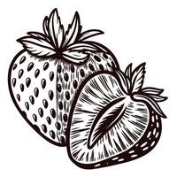 Hand drawn vintage strawberry illustration with whole fruit and sliced half on white background vector