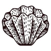 Hand drawn seashell illustration isolated on white background vintage engraved marine shell sketch design vector