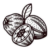 Hand drawn illustration of whole and sliced guava fruit with leaf isolated on white background in vintage engraving vector