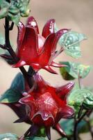 red and yellow flower photo