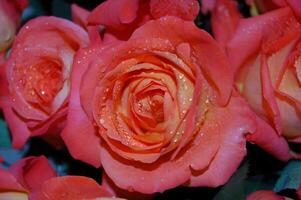 red rose with water drops photo