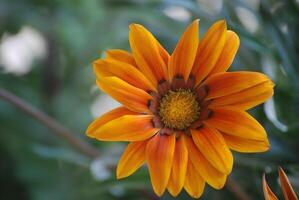 orange flower with dew drops photo