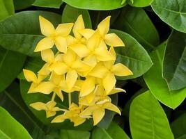 yellow flowers in the garden photo