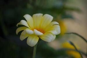 yellow and white flower photo