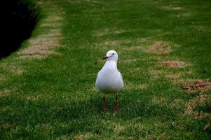 seagull on the grass photo