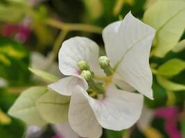 white rose flower photo