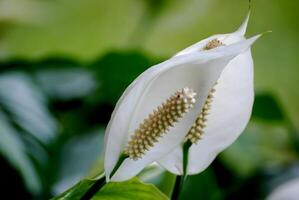 close up of white lily photo