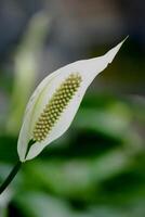 lily of the valley photo