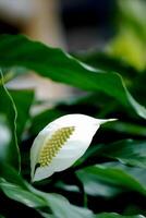close up of a white flower photo