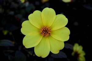 yellow dahlia flower photo