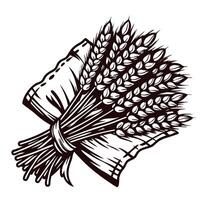 Bundle of wheat ears tied together with rustic cloth hand drawn vintage engraving illustration vector