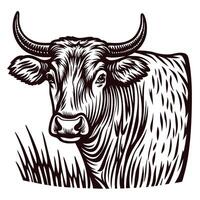 Engraved illustration of a dairy cow with horns standing in tall grass, vintage drawing vector
