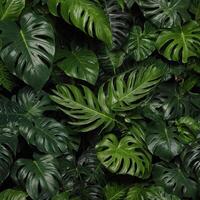 A lush green plant with large leaves and a variety of different sizes photo