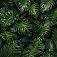 A lush green plant with large leaves and a few smaller leaves photo